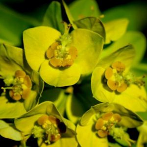 Euphorbia wallichii 2L
